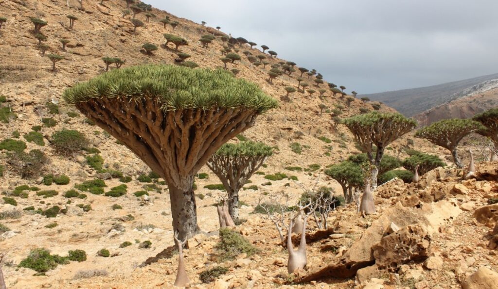 dragon’s blood trees (Dracaena cinnabari) Credit: Kay Van Damme
